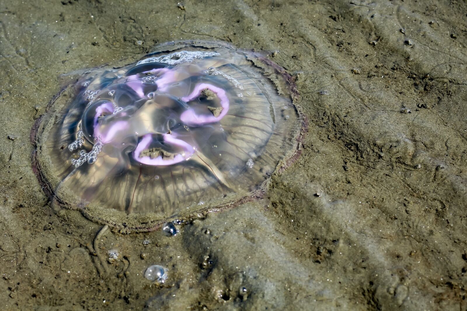 Canon EOS 700D (EOS Rebel T5i / EOS Kiss X7i) sample photo. Jellyfish, north sea, beach photography
