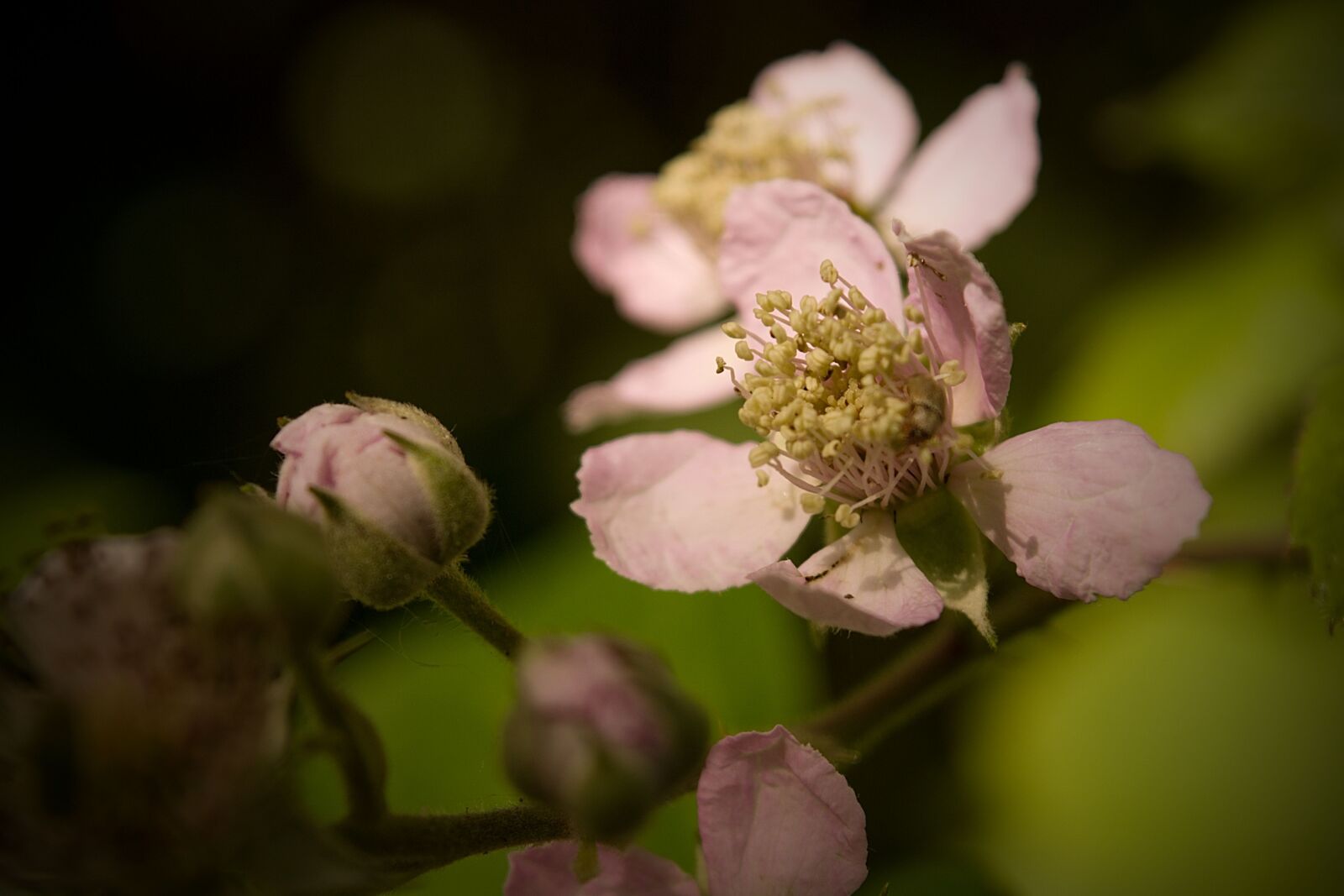 18.00 - 55.00 mm f/3.5 - 5.6 sample photo. Detail, flower, nature photography