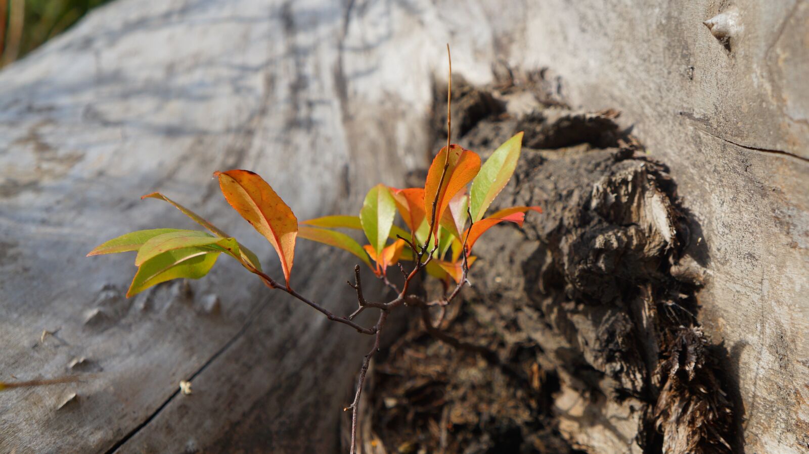 Sony Alpha a3000 + Sony E 18-55mm F3.5-5.6 OSS sample photo. Nature, plants, young photography