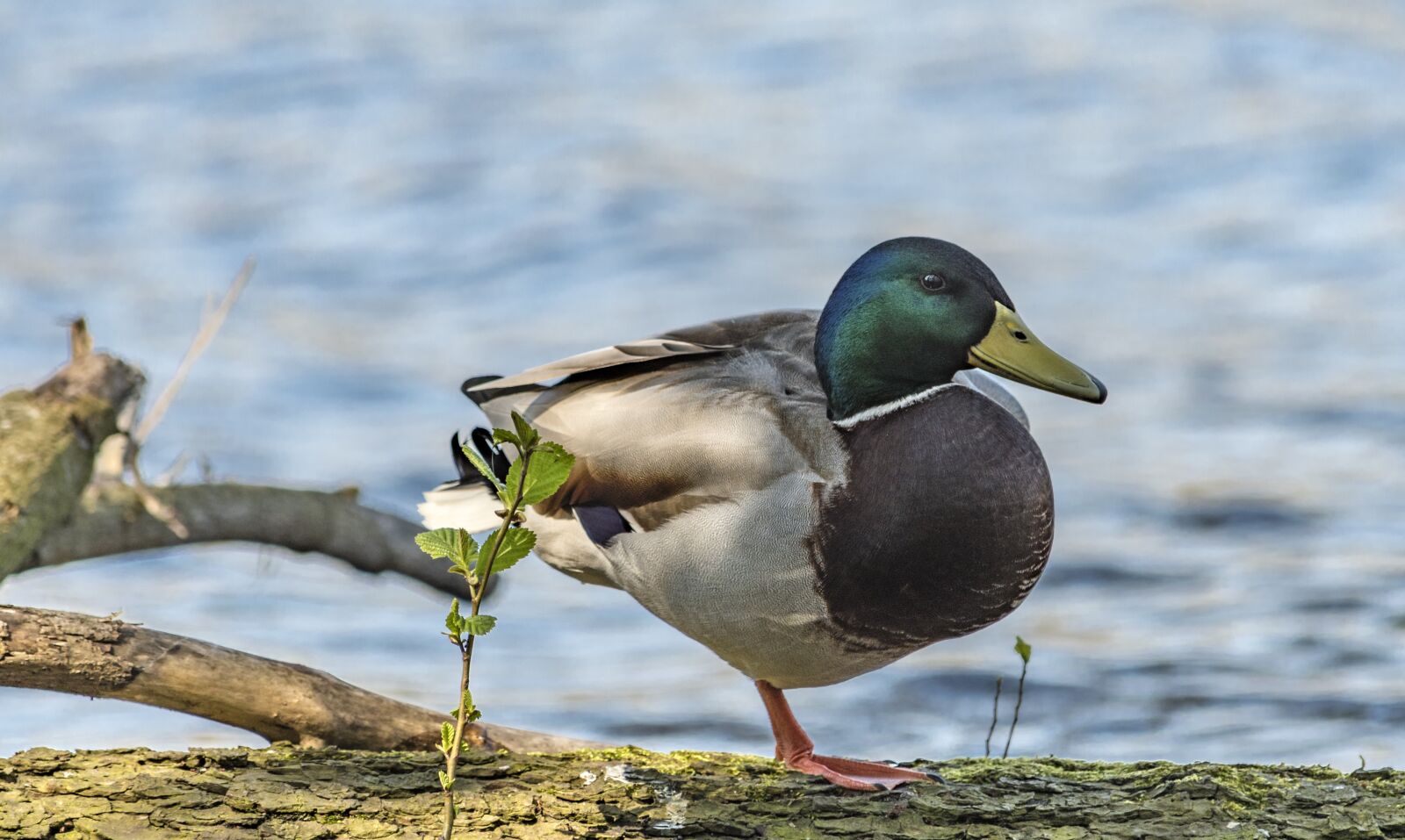 Nikon D500 sample photo. Duck, water, bird photography