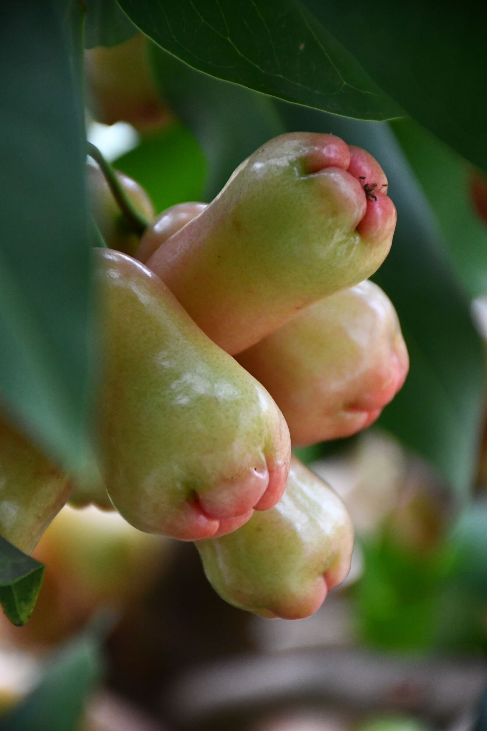 Nikon D7500 sample photo. Rose apple, fruit, tropical photography