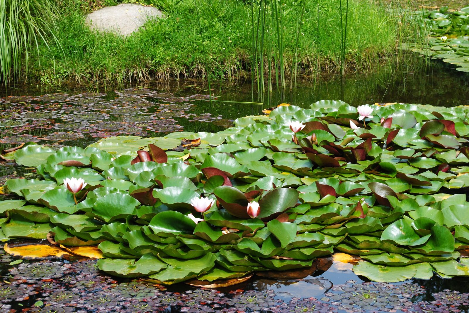 Nikon D3000 sample photo. Nature, lilies, pond photography