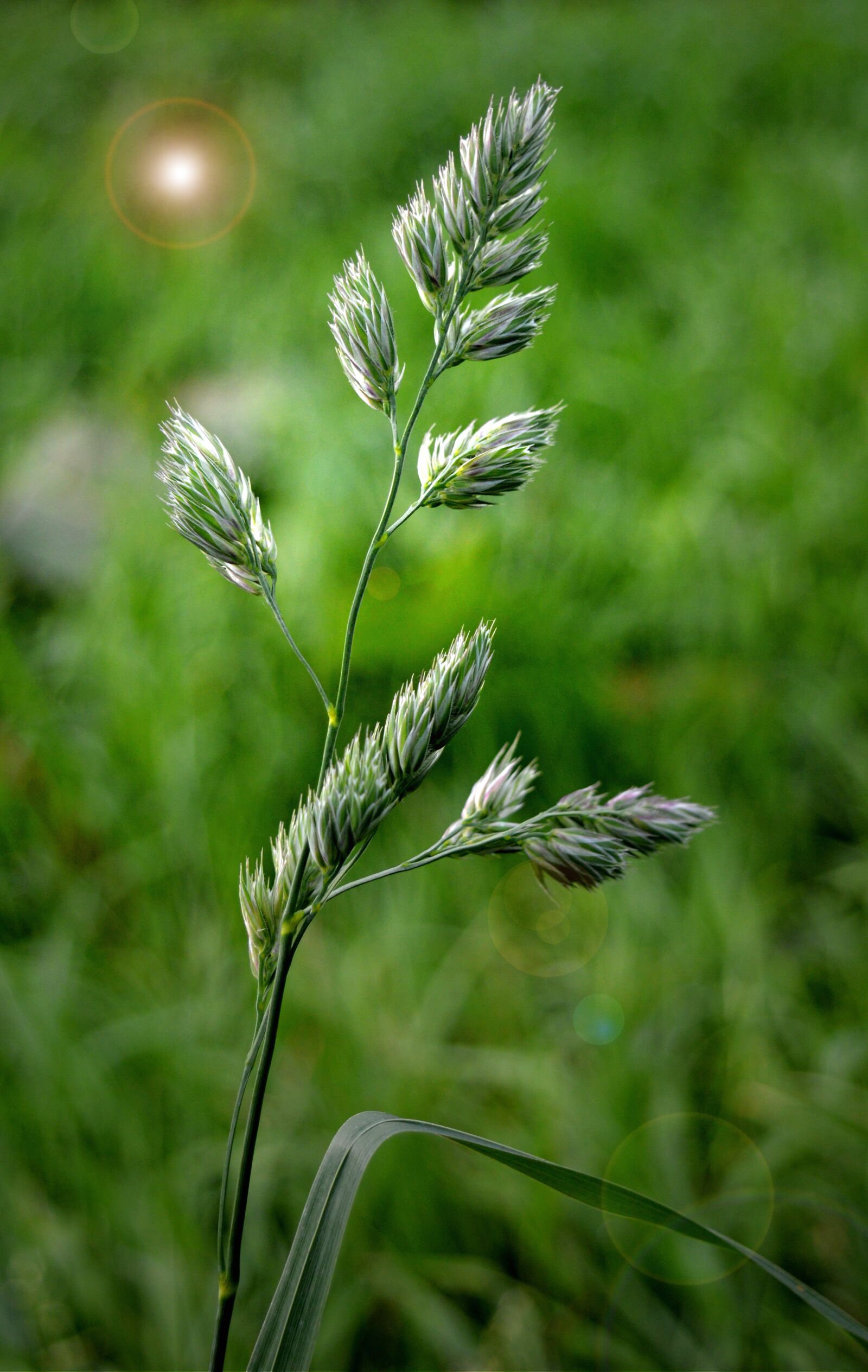 Nikon D3200 sample photo. Grasses, seeds, close up photography