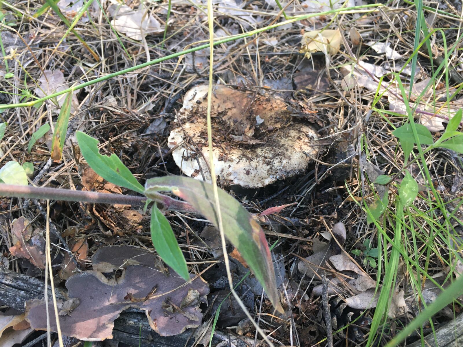 Apple iPhone SE (1st generation) sample photo. Lactarius, mushroom, forest photography