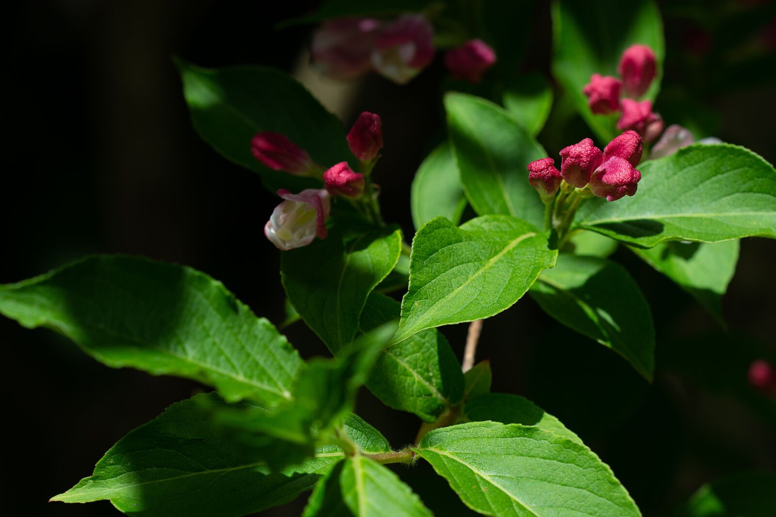 Nikon D7100 sample photo. Flowers, pink, pink blossoms photography