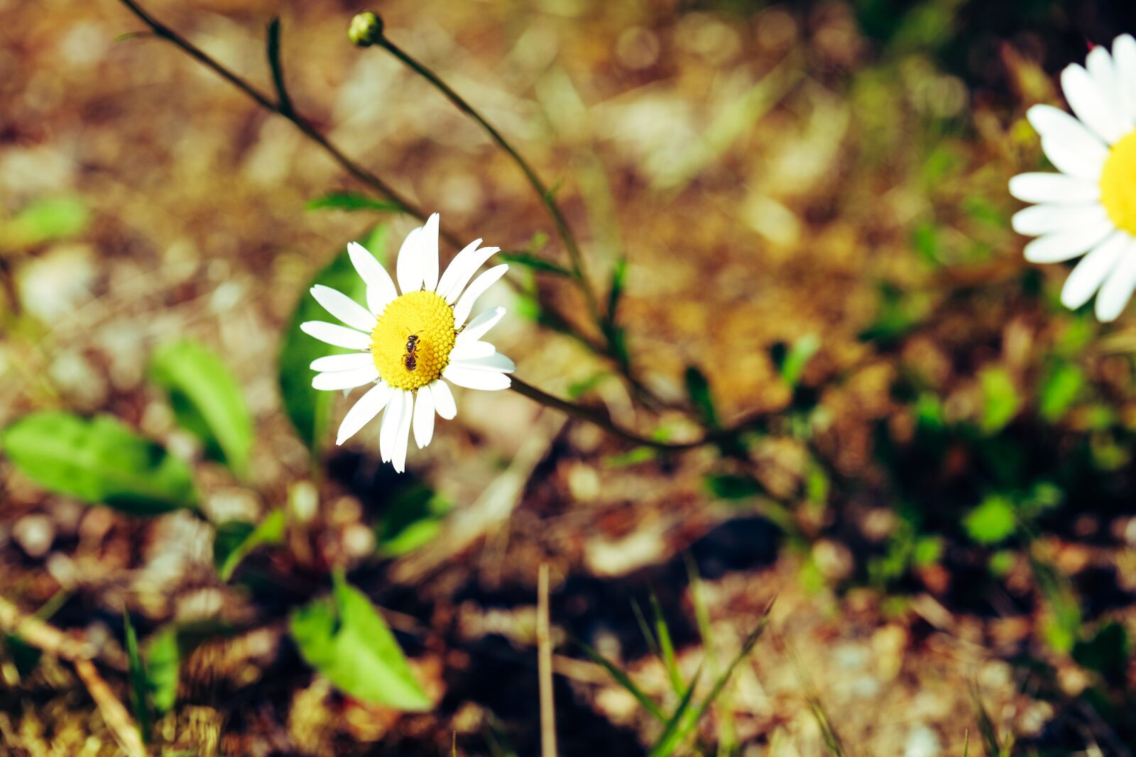 Canon EOS R + Canon EF 100mm F2.8L Macro IS USM sample photo. Daisy, flower, aunt photography