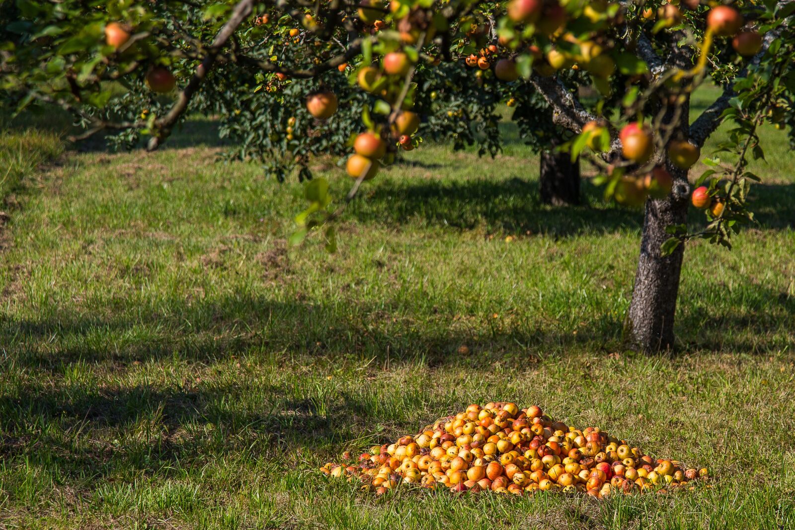 Canon EF 24-105mm F4L IS USM sample photo. Apple, fruit, windfall photography