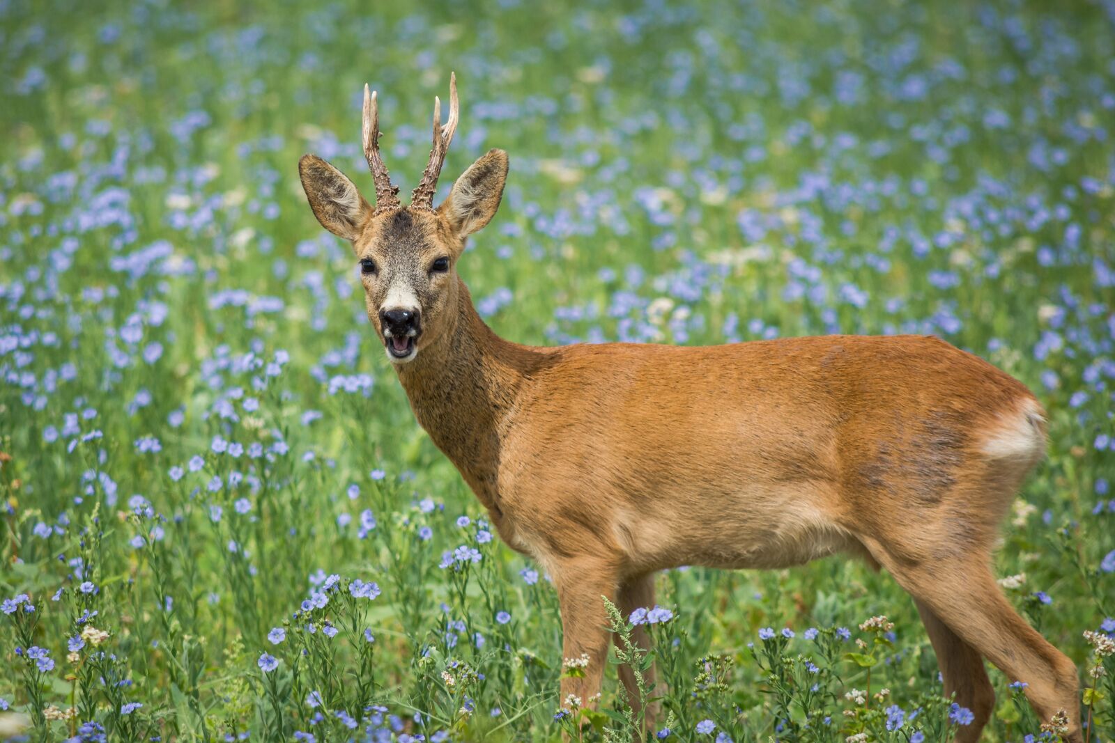 Nikon D7200 sample photo. Roe deer, meadow, wild photography