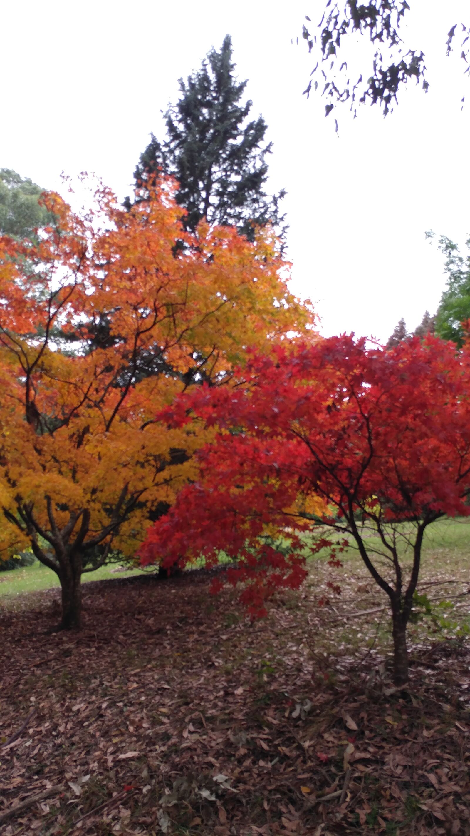 LG V20 sample photo. Autumn, colours, park photography