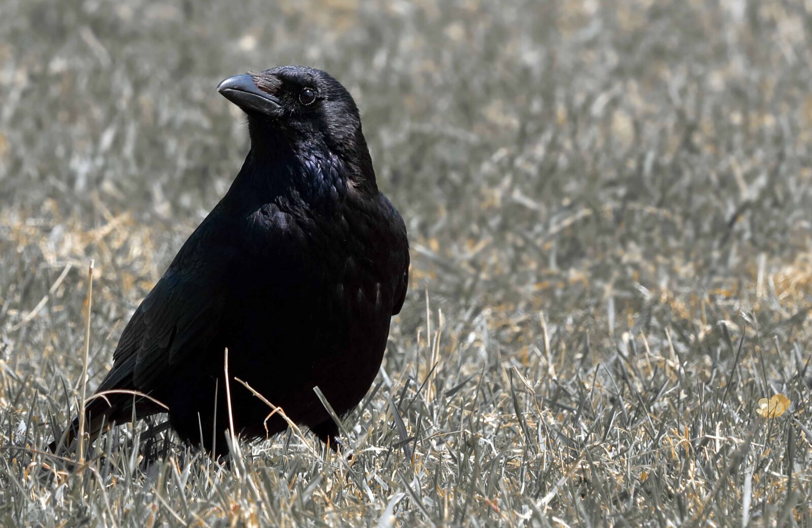 Canon EOS 80D sample photo. Wildlife, nature, bird, crow photography