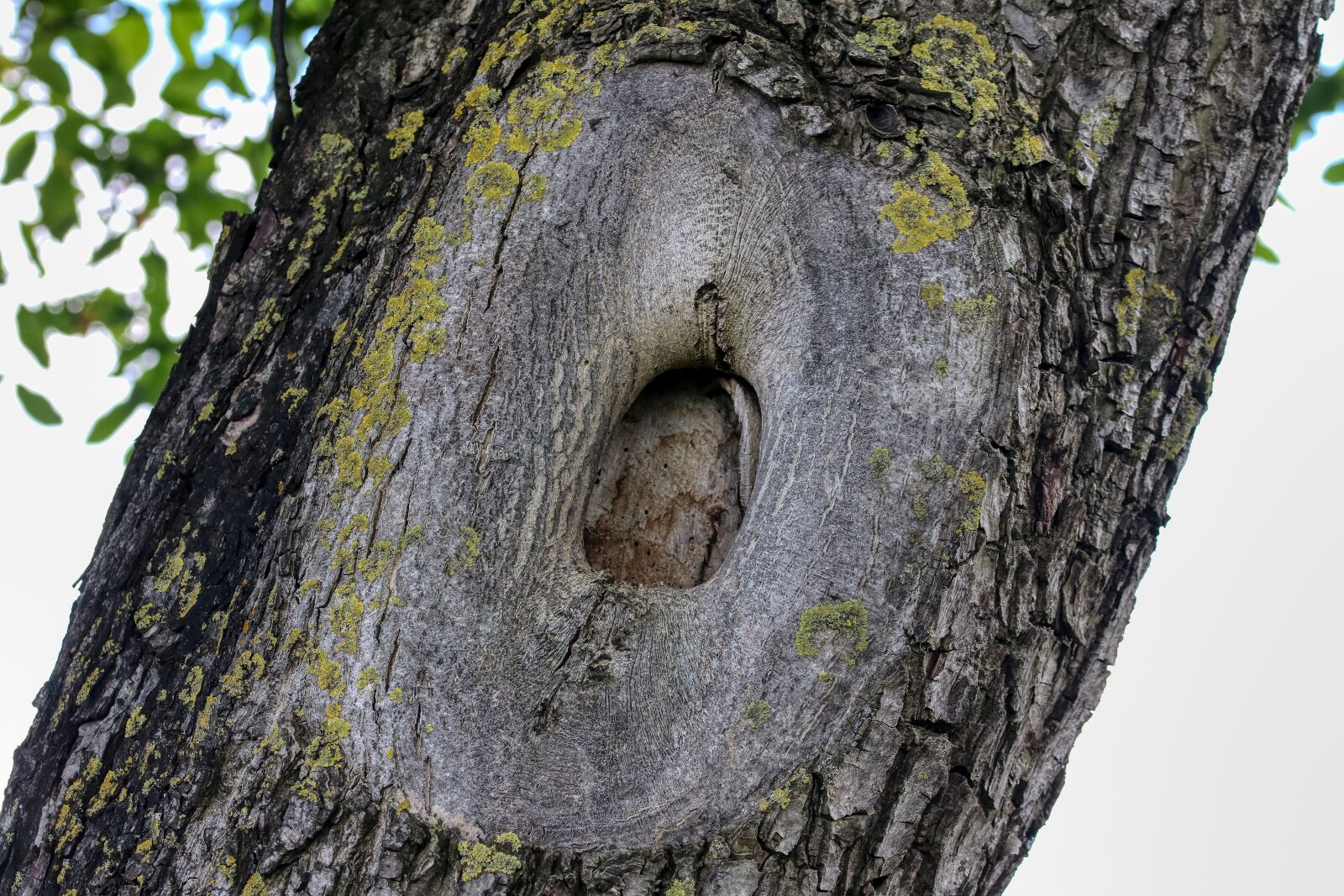 Canon EOS 80D sample photo. Tree, hole, by looking photography