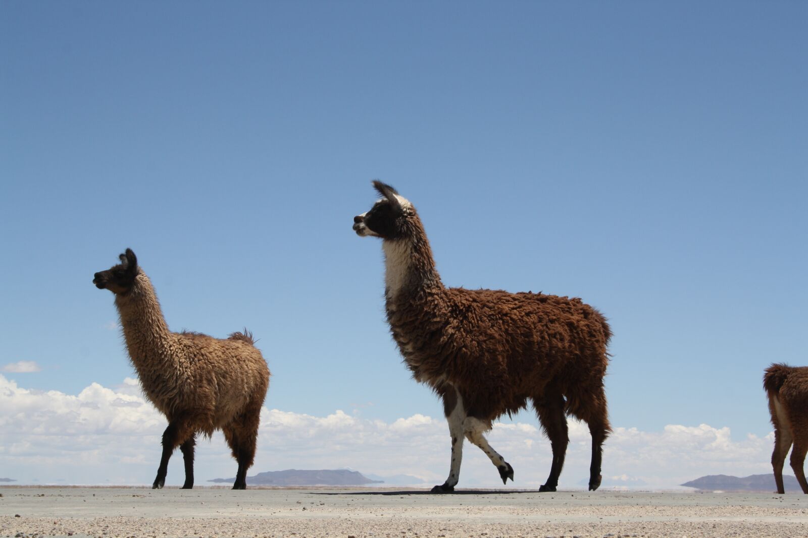 Canon EOS 1000D (EOS Digital Rebel XS / EOS Kiss F) sample photo. Camelus, mammalia, wool photography