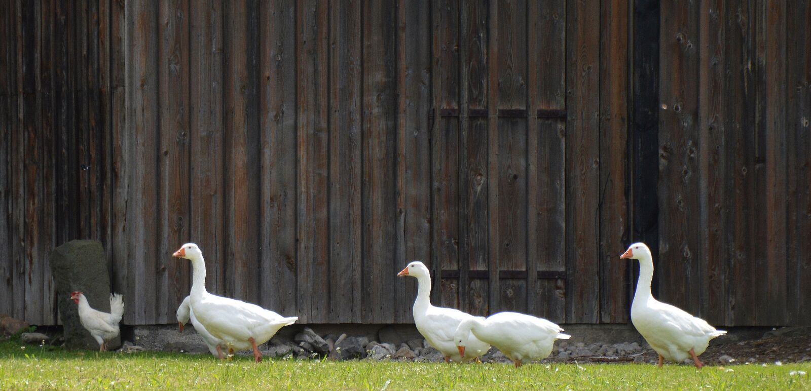 Nikon D3200 sample photo. Single file, geese theater photography