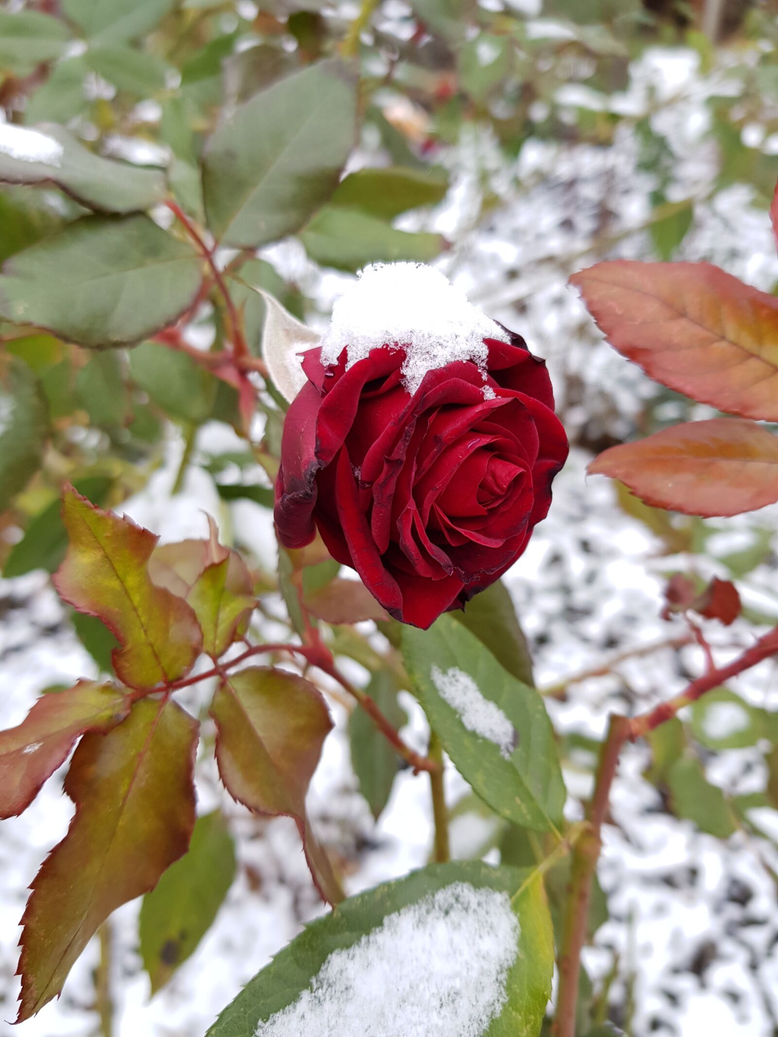 Samsung Galaxy S8+ sample photo. Rose, flower, snow photography