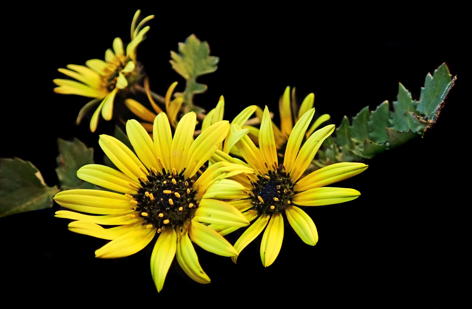 Olympus TG-5 sample photo. Cape weed, yellow, plant photography