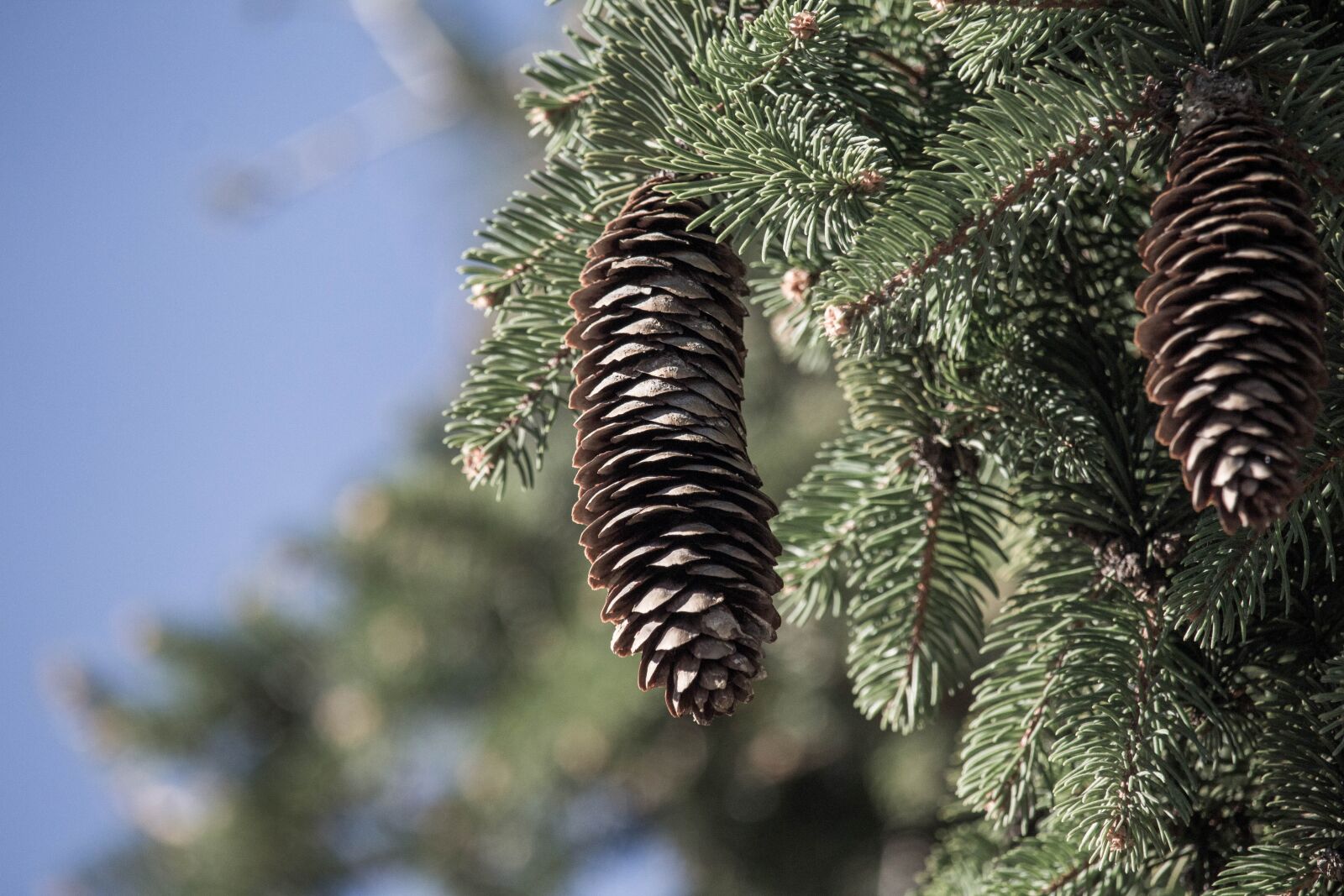 Canon EOS 700D (EOS Rebel T5i / EOS Kiss X7i) sample photo. Winter, tree, needle photography