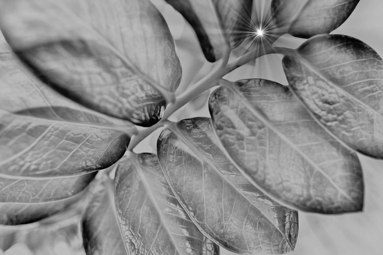 Fujifilm X-Pro2 sample photo. Plant, ray of light photography