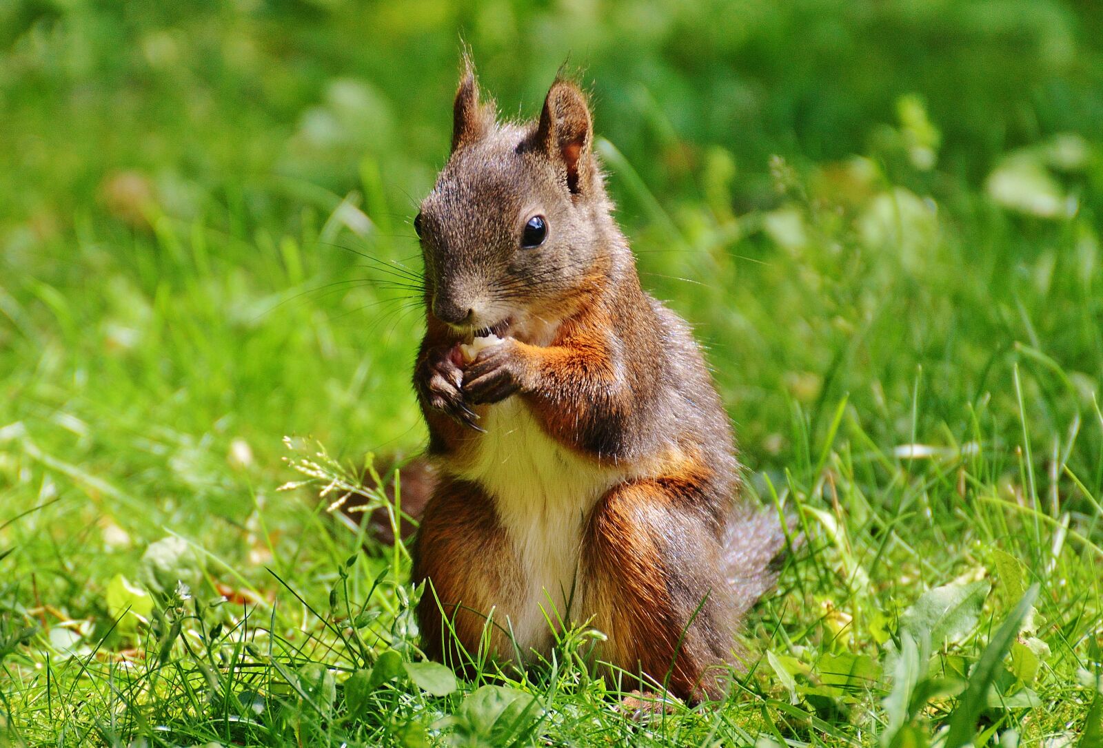 Nikon D3200 sample photo. Squirrel, nager, cute photography