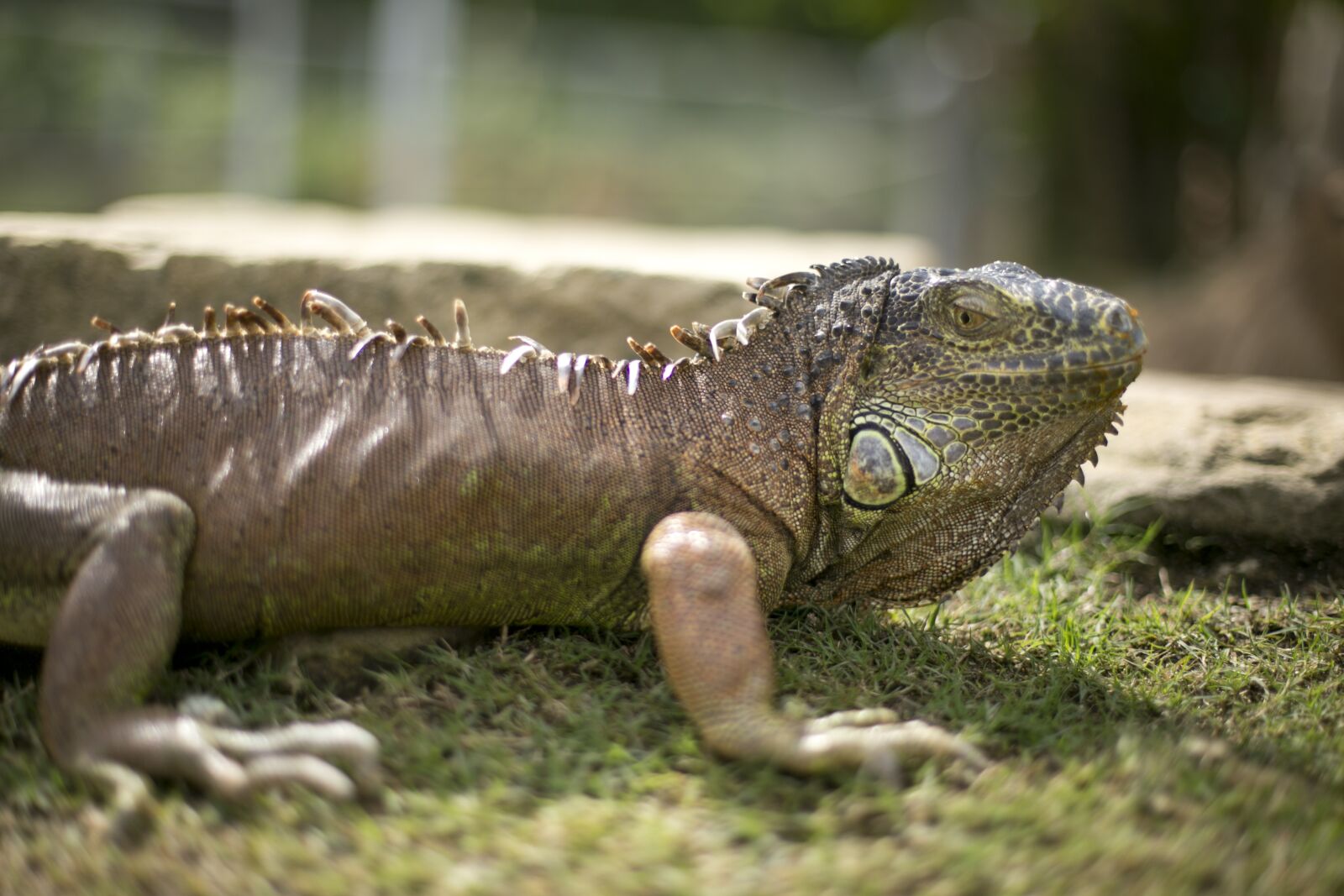 Canon EOS 6D + Canon EF 50mm F1.4 USM sample photo. Animal, iguana, zoo photography