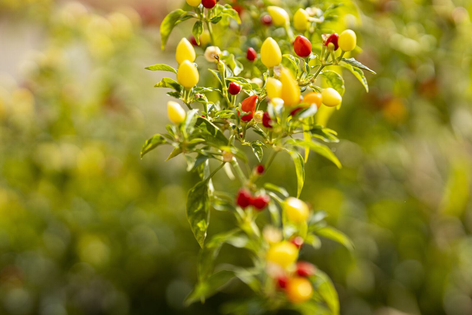 Canon RF 85mm F1.2L USM sample photo. Pepper, vegetable, nature photography