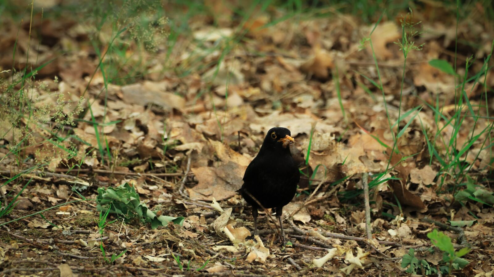 Canon EOS 80D sample photo. Blackbird, food, hunger photography