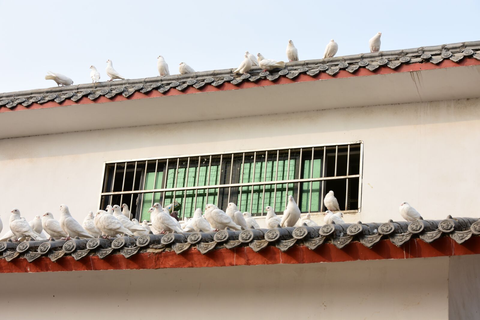 Nikon D7200 sample photo. Pigeons, animals, houses photography