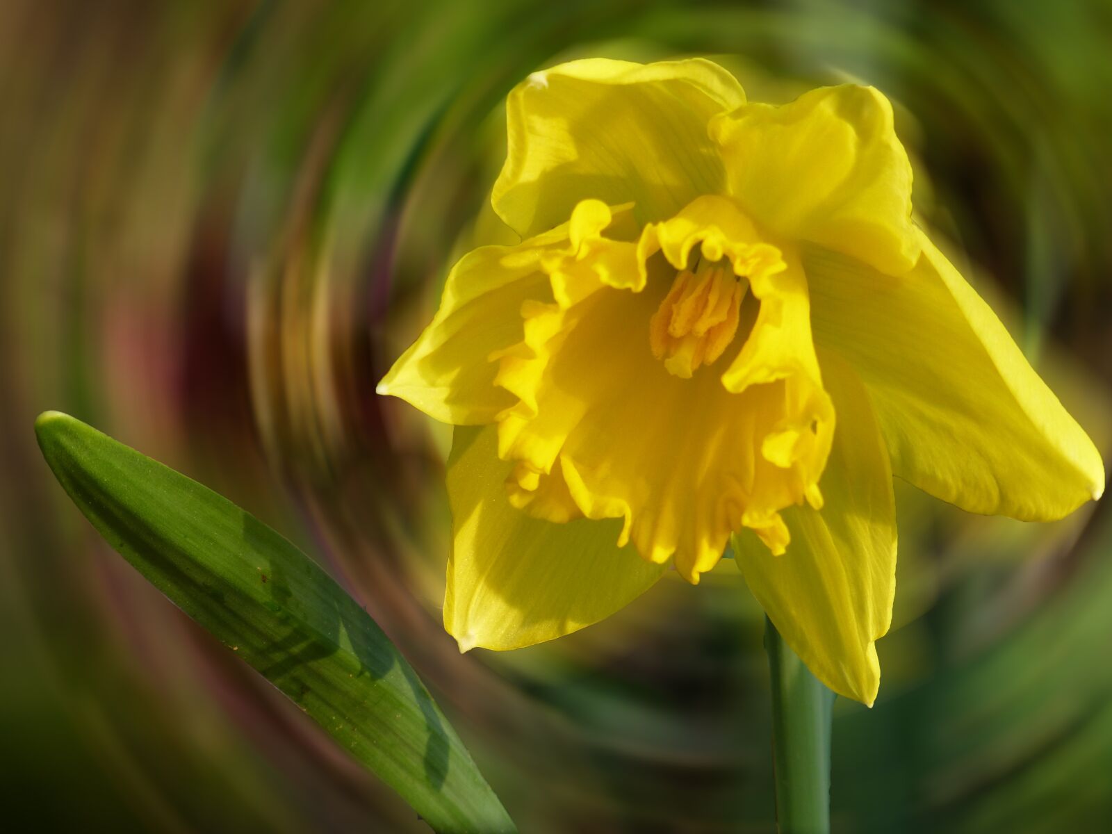 Panasonic DMC-TZ31 sample photo. Daffodil, blossom, bloom photography