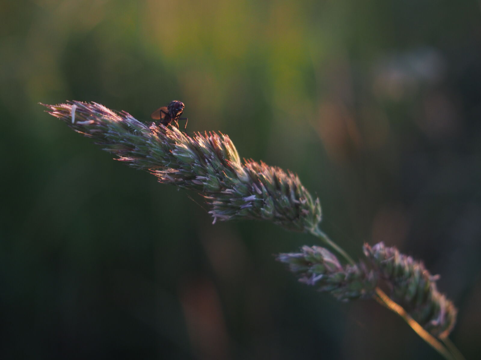 Olympus PEN E-PL5 sample photo. Fly, nature photography