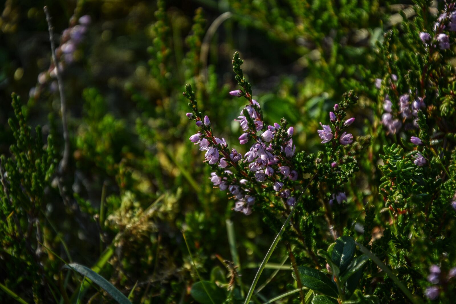 Nikon D5200 sample photo. Flowers, spring, green photography