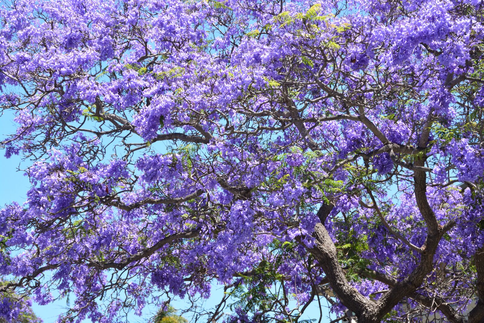 Nikon D5200 sample photo. Jacaranda, tree, purple photography