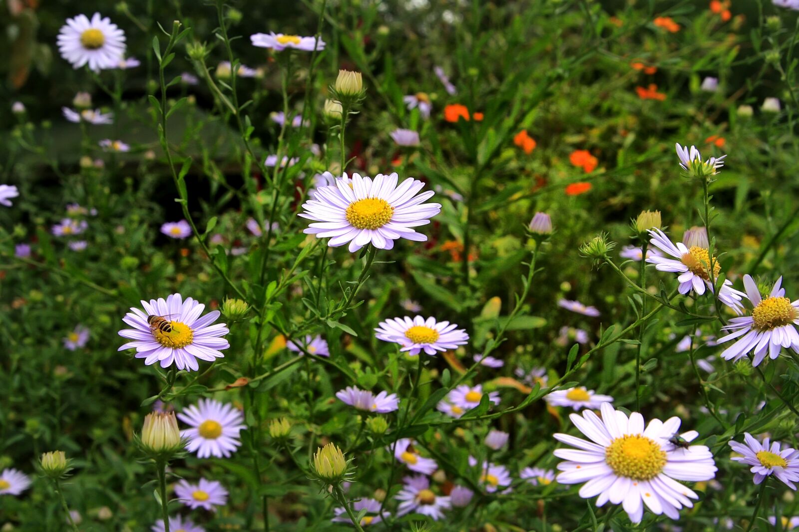 Canon EOS 40D sample photo. Garden, flowers, nature photography
