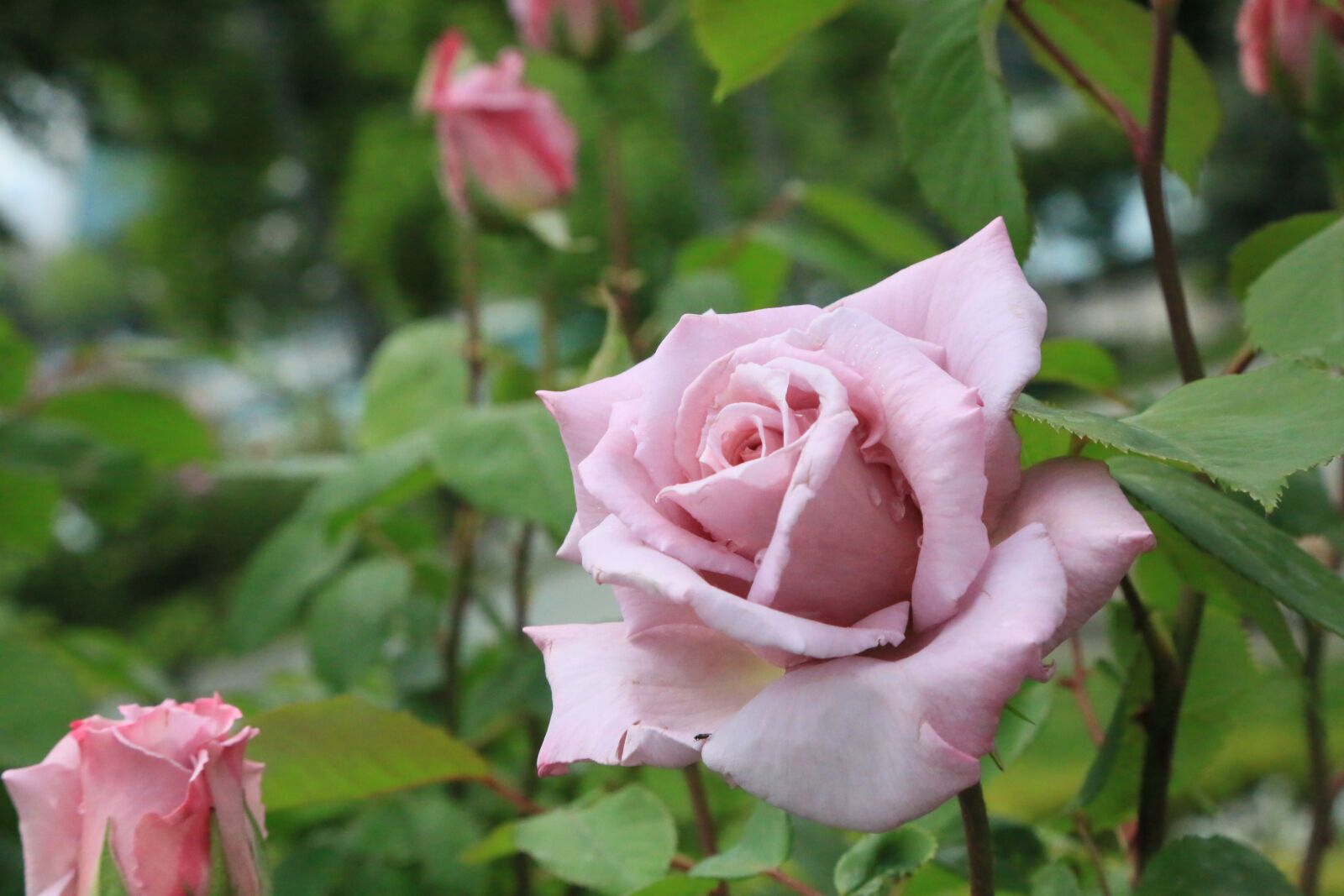 Canon EF 24-105mm F4L IS USM sample photo. Rose, spring, nature photography