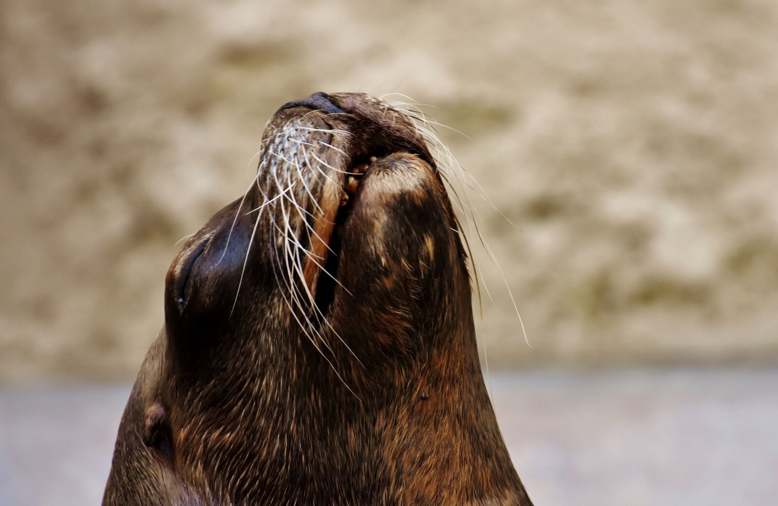 Nikon D7200 sample photo. Seal, animal, wild animal photography