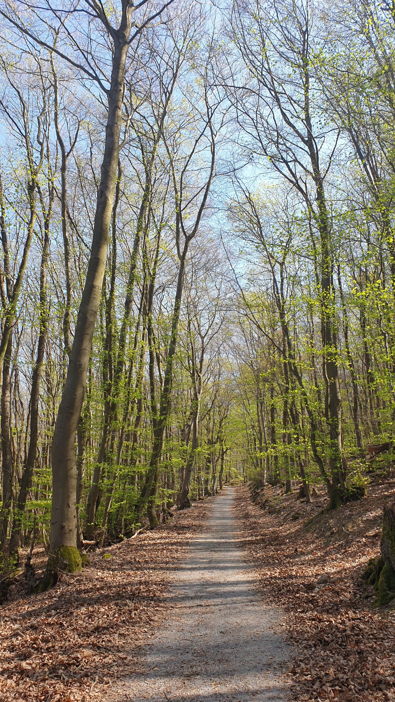 Samsung Galaxy Note9 sample photo. Forest, spring, away photography