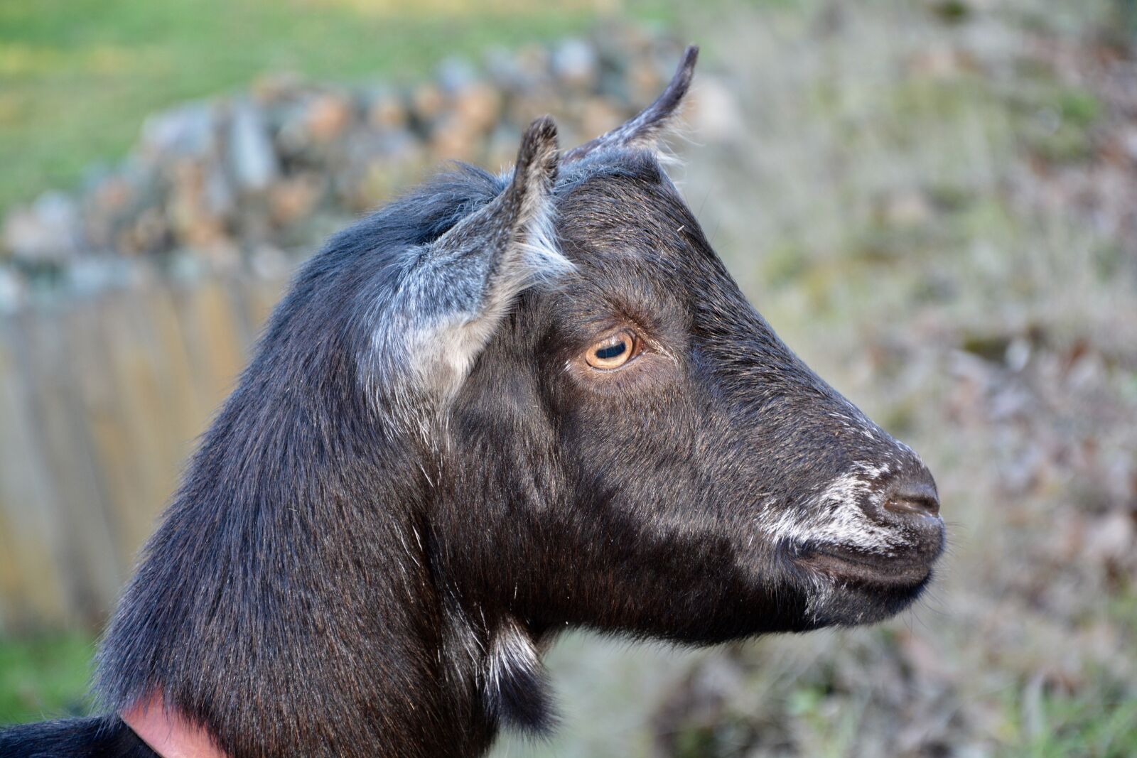 Nikon D5200 sample photo. Goat, goat nemo, herbivore photography