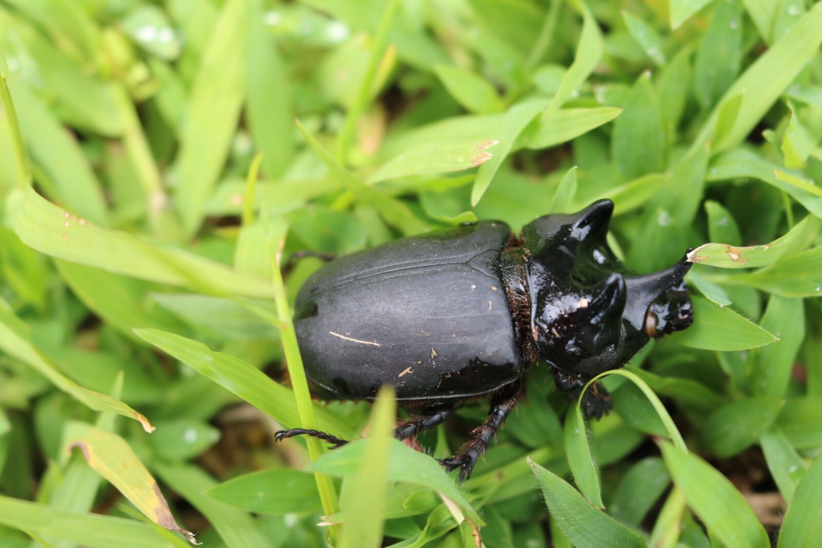 Canon EOS 750D (EOS Rebel T6i / EOS Kiss X8i) sample photo. Bug, beetle, stag beetle photography
