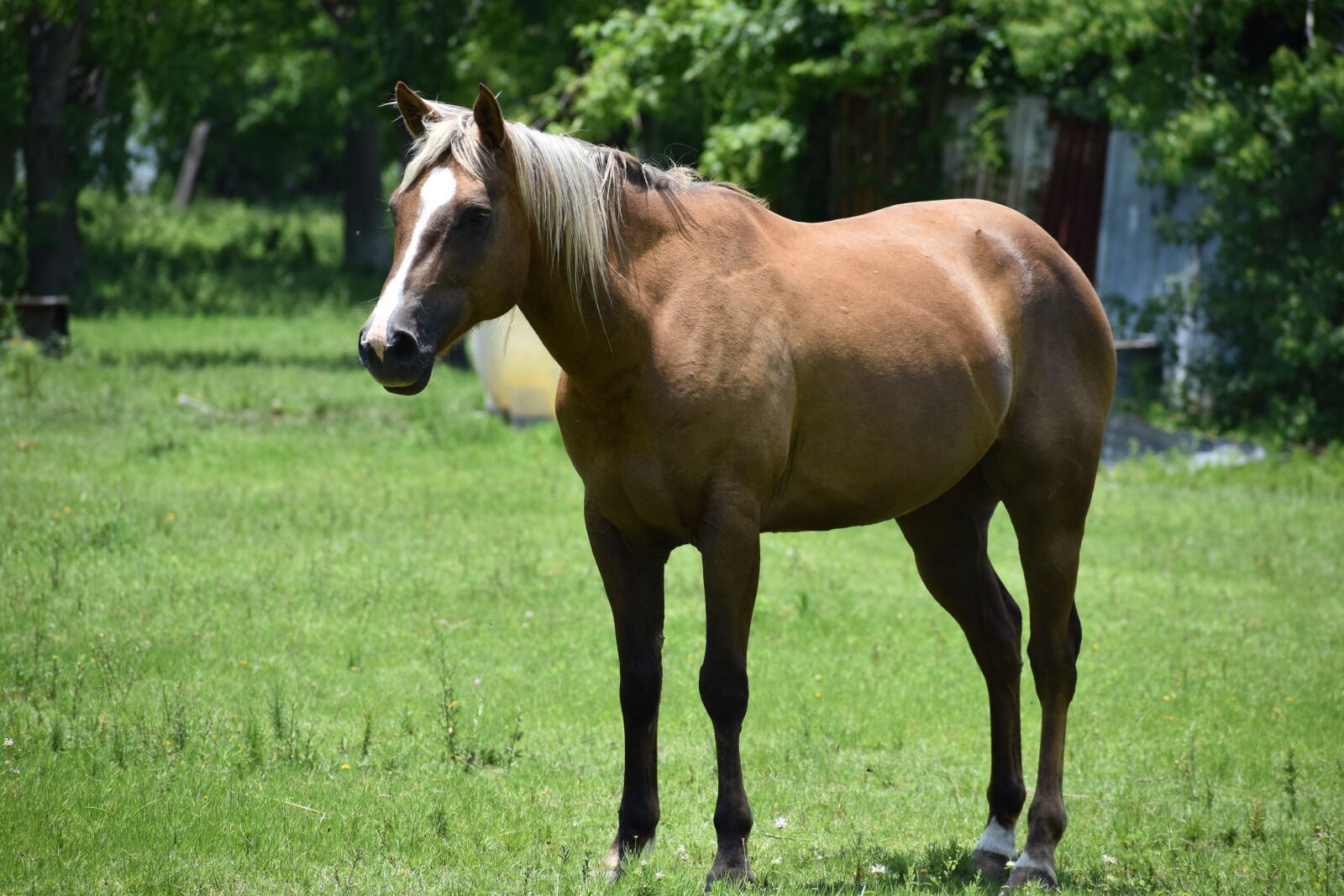 Nikon D3500 sample photo. Horse, female, horseback photography