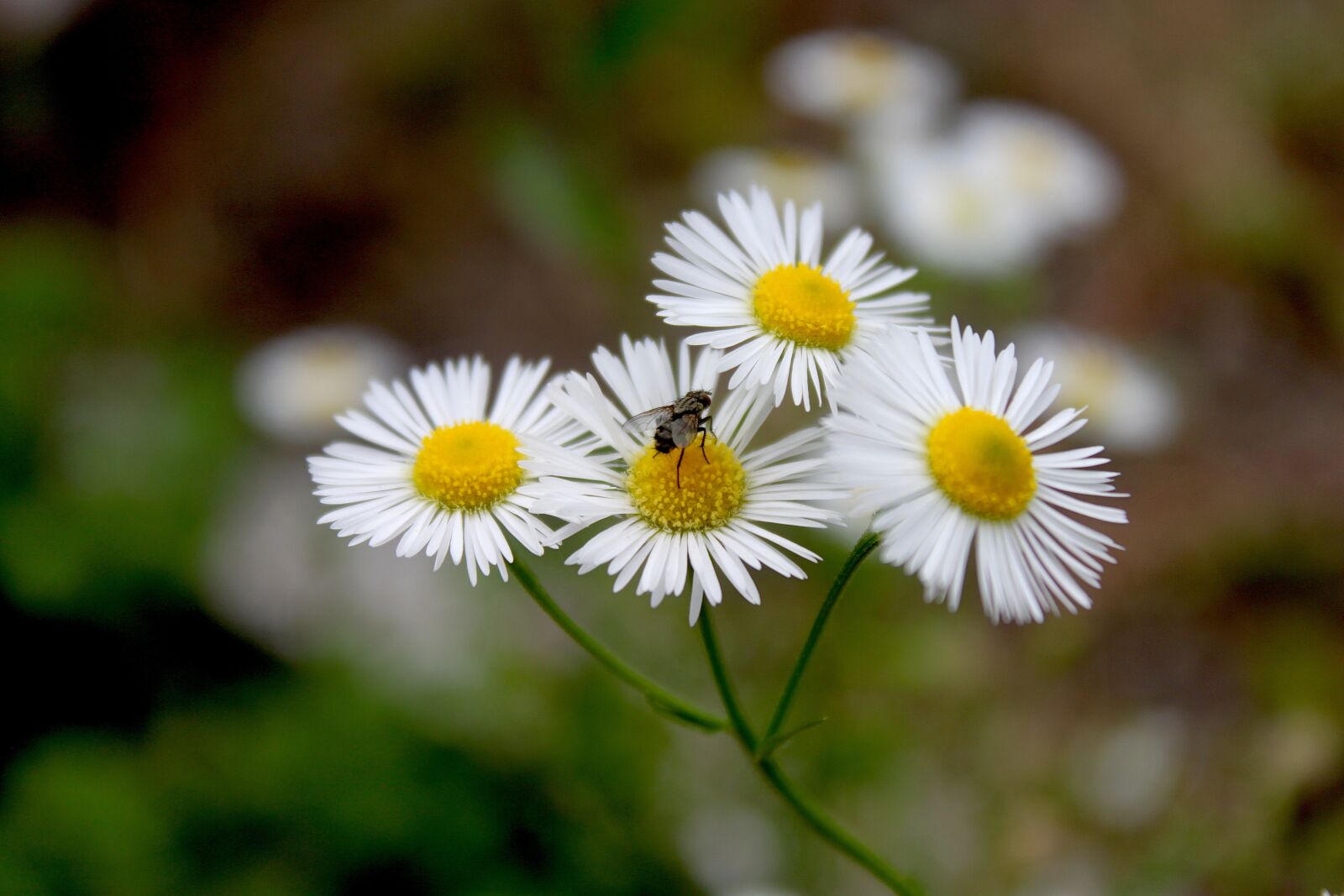 Canon EOS 500D (EOS Rebel T1i / EOS Kiss X3) sample photo. Flowers, white, summer photography