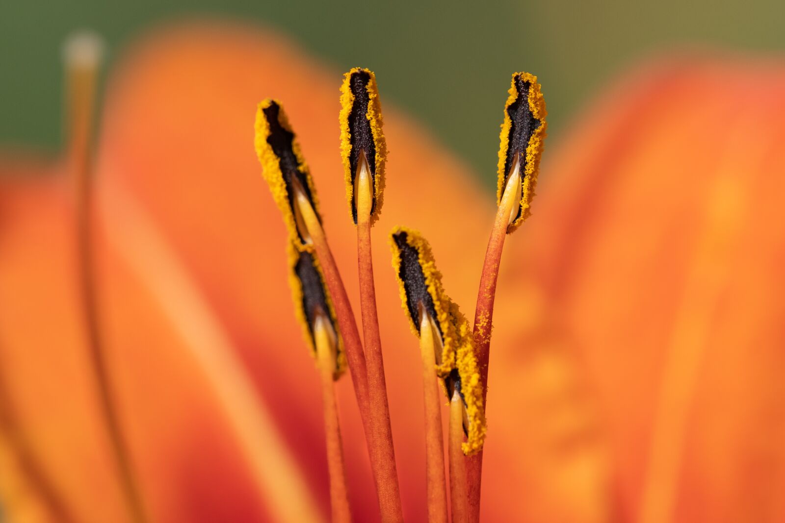 Fujifilm X-H1 sample photo. Flower, orange, bloom photography