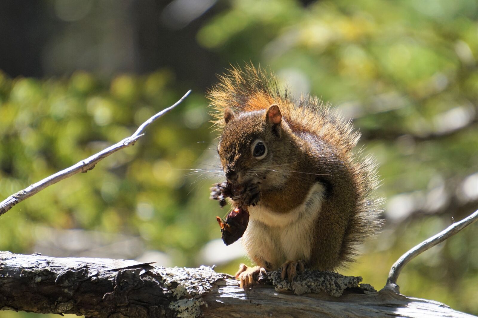 Sony Alpha a5000 (ILCE 5000) + Sony E 55-210mm F4.5-6.3 OSS sample photo. Red squirrel, squirrel, wildlife photography