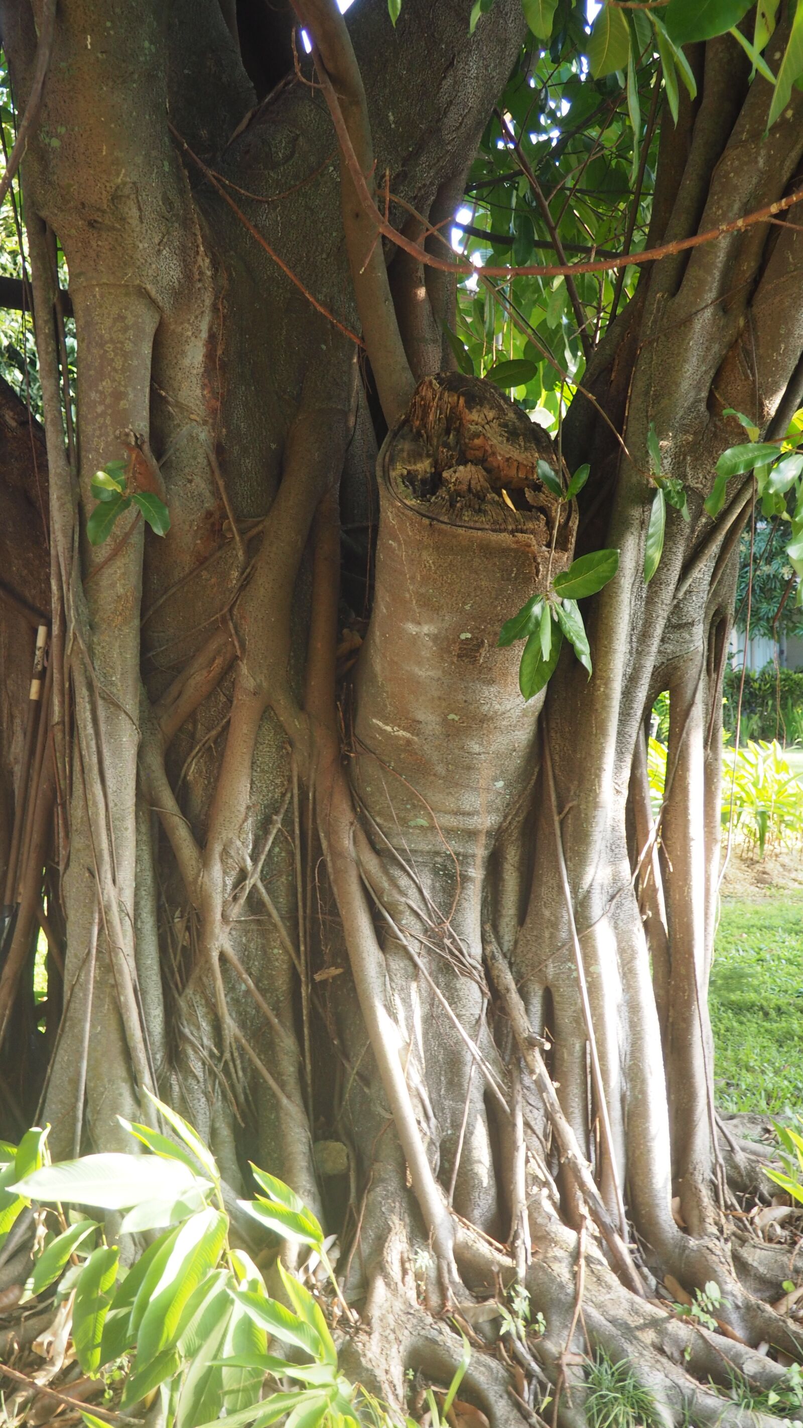 Olympus OM-D E-M10 sample photo. Tree, fiji, nature photography