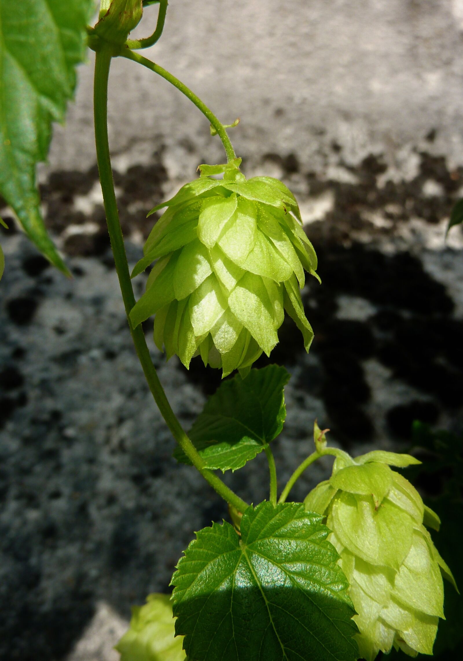 Panasonic DMC-TZ7 sample photo. Hops, beer, umbel photography