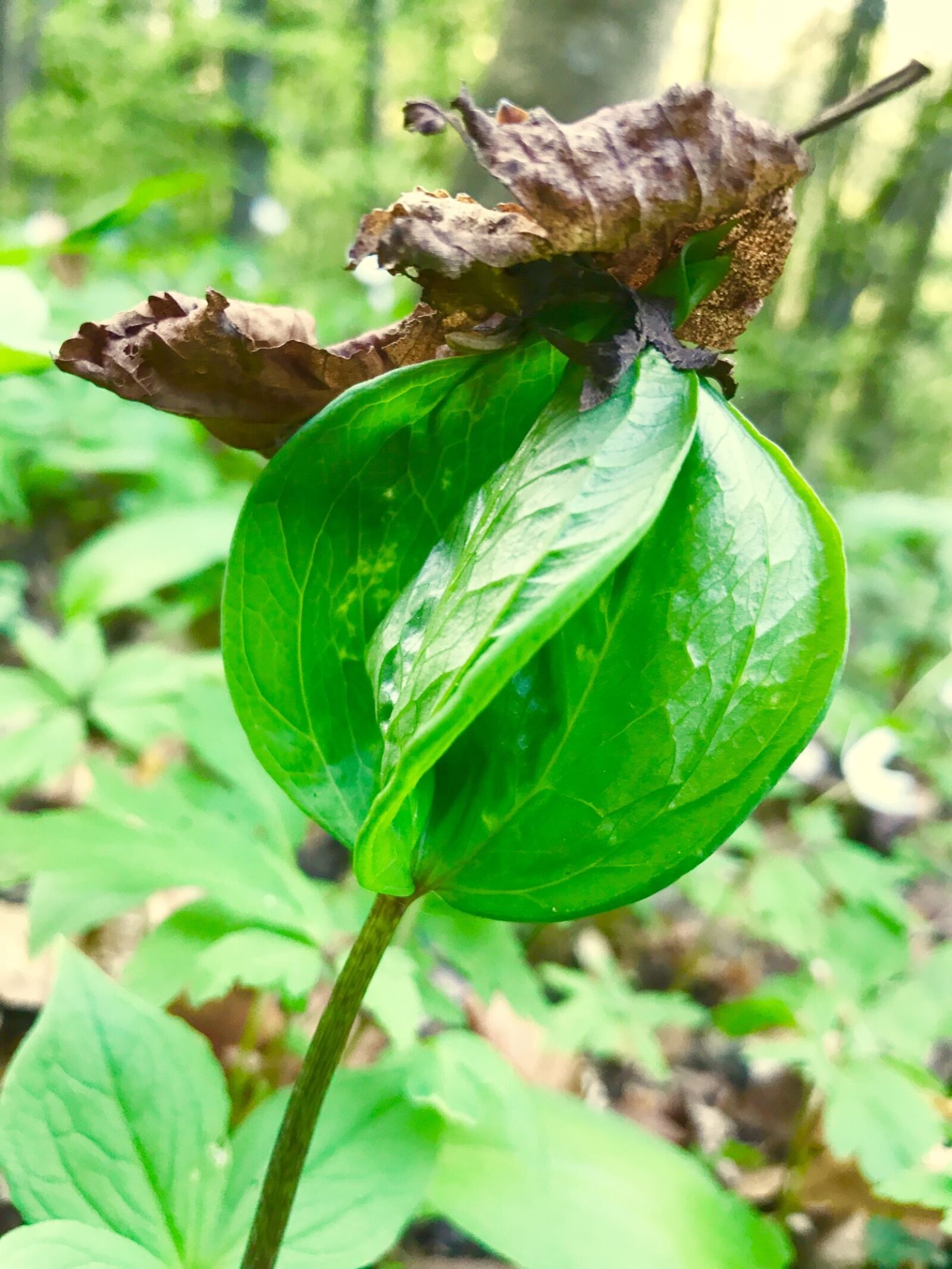 Apple iPhone 7 sample photo. Nature, plant, environment photography