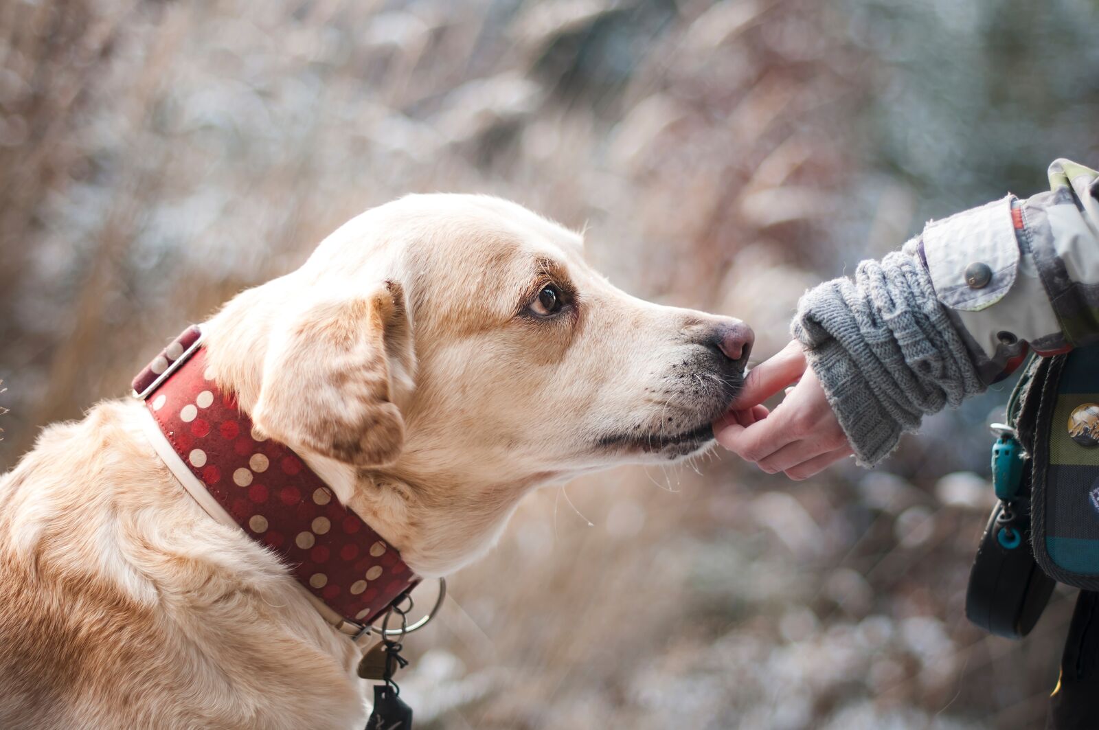 Nikon D300 sample photo. Dog, friendship, nature photography