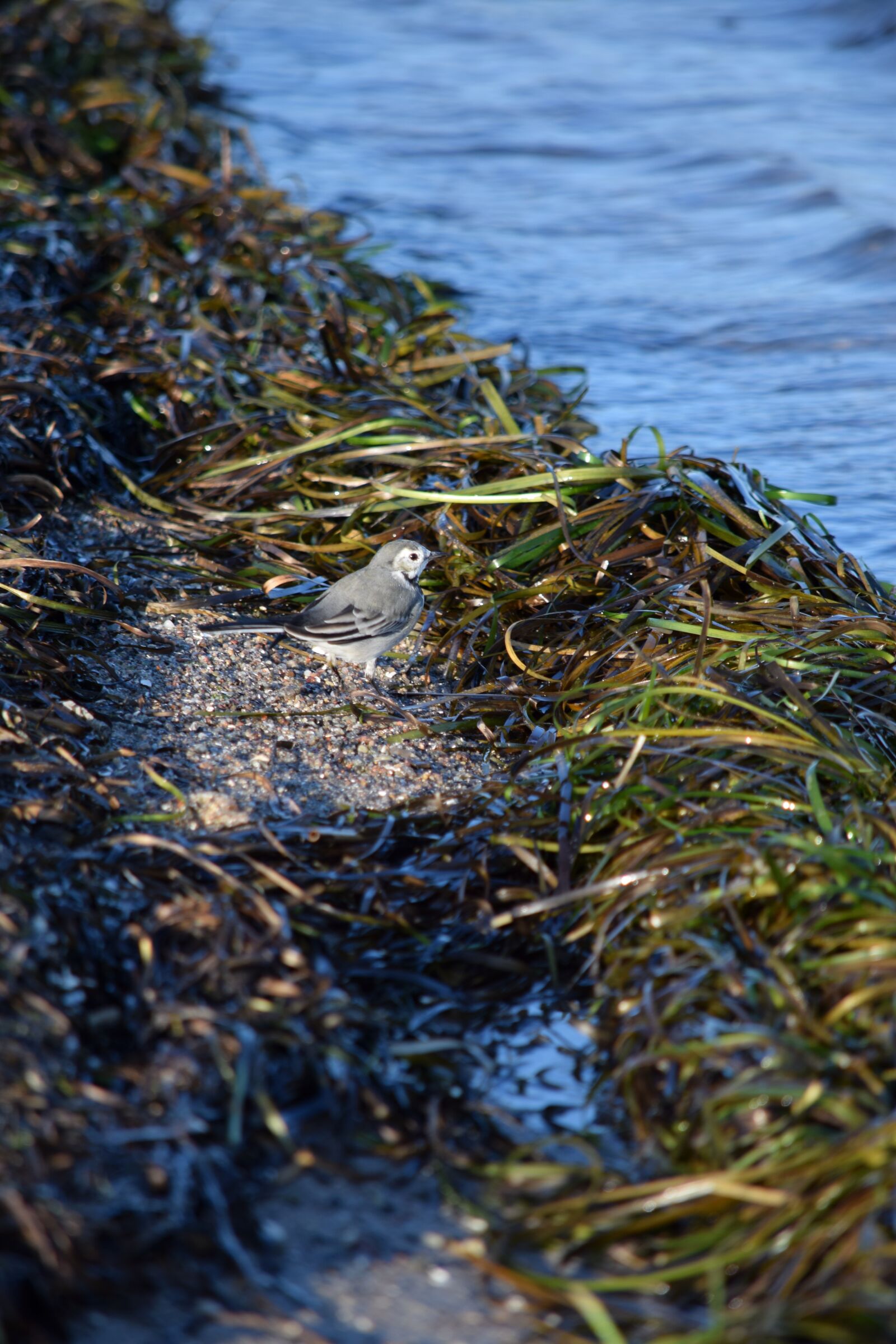 Nikon D5300 sample photo. Sea, sea grass, bird photography