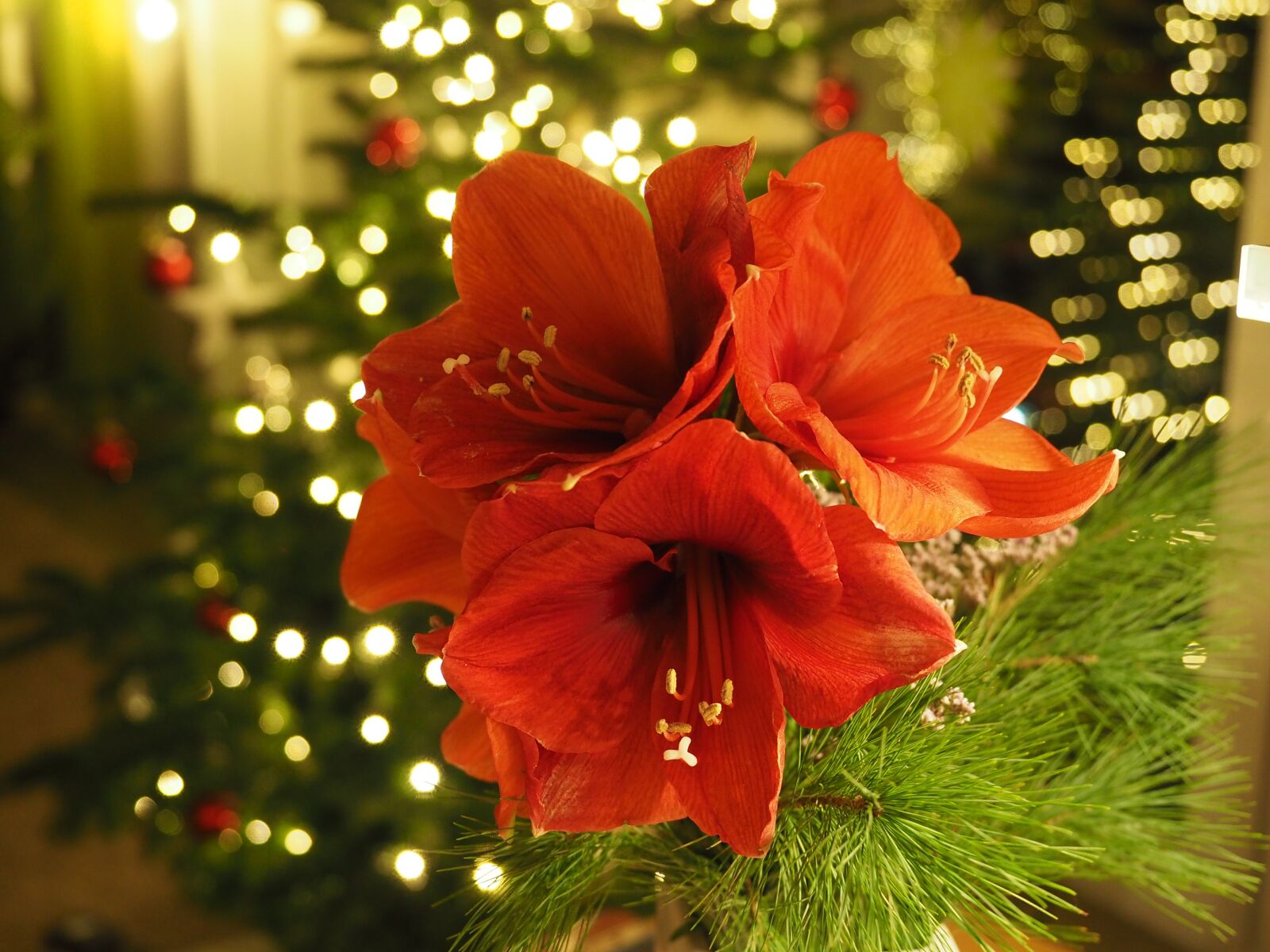 Olympus OM-D E-M5 II + Olympus M.Zuiko Digital ED 12-40mm F2.8 Pro sample photo. Christmas, amaryllis, flower photography