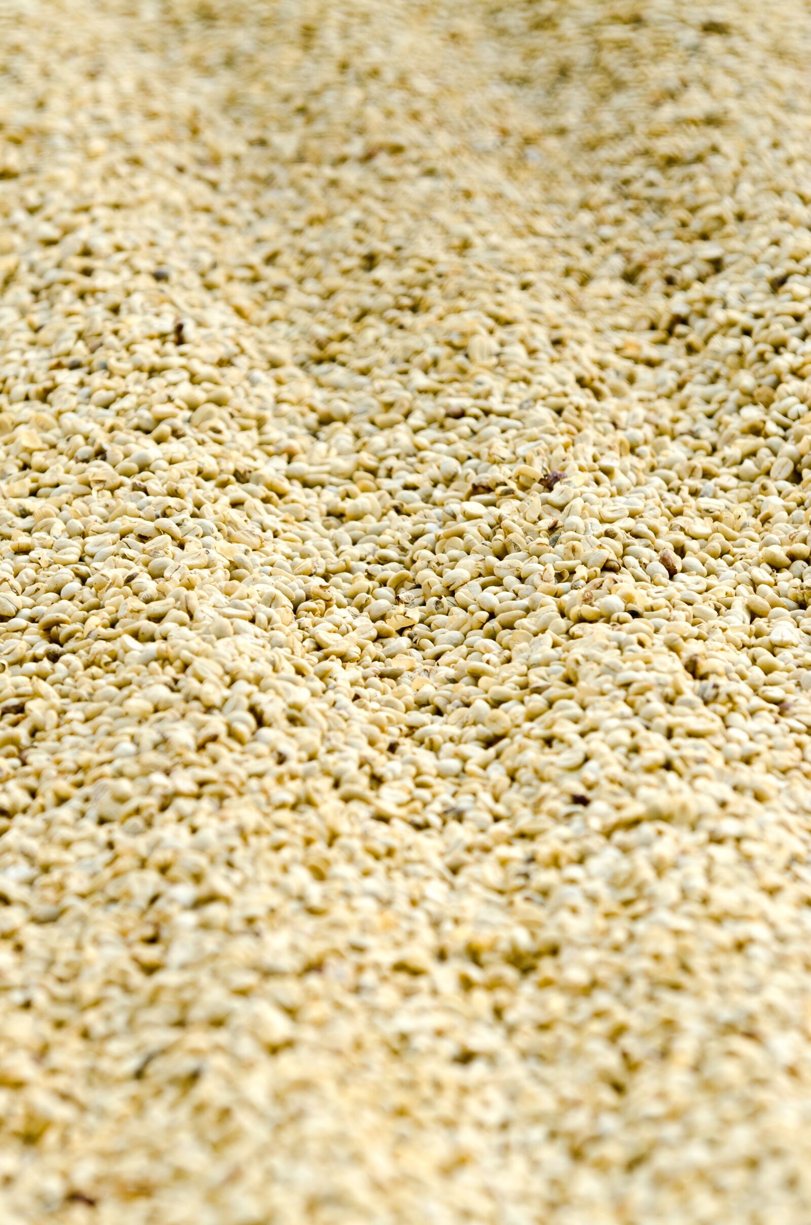 Nikon D7000 sample photo. Coffee, coffee drying, guatemala photography