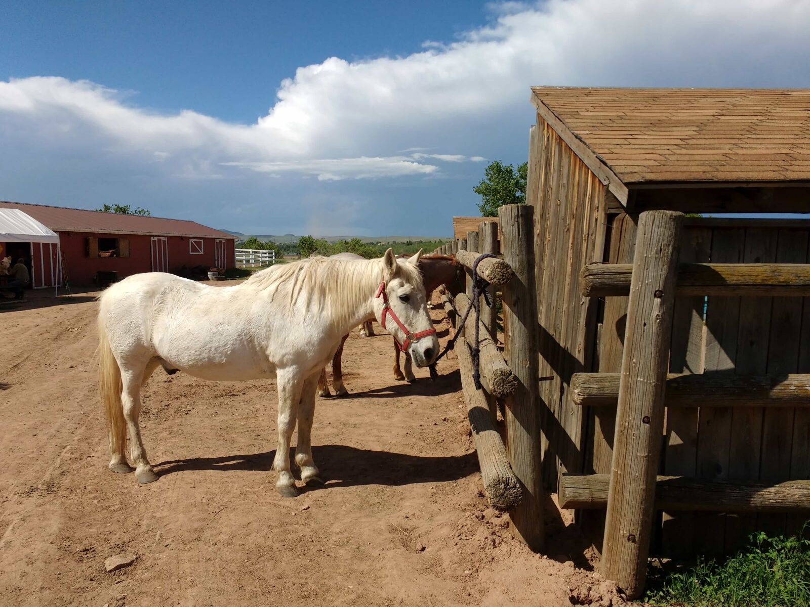 Motorola MotoG3 sample photo. Animal, farm, ranch, horse photography