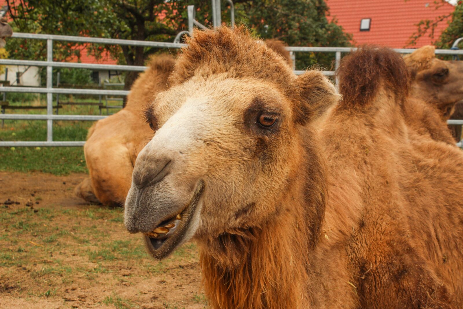 Canon EOS 600D (Rebel EOS T3i / EOS Kiss X5) sample photo. Zoo, camel, circus photography