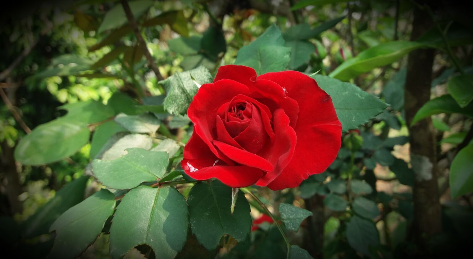 Samsung Galaxy J5(2016) sample photo. Rose, flower, red photography